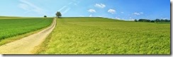 wiese