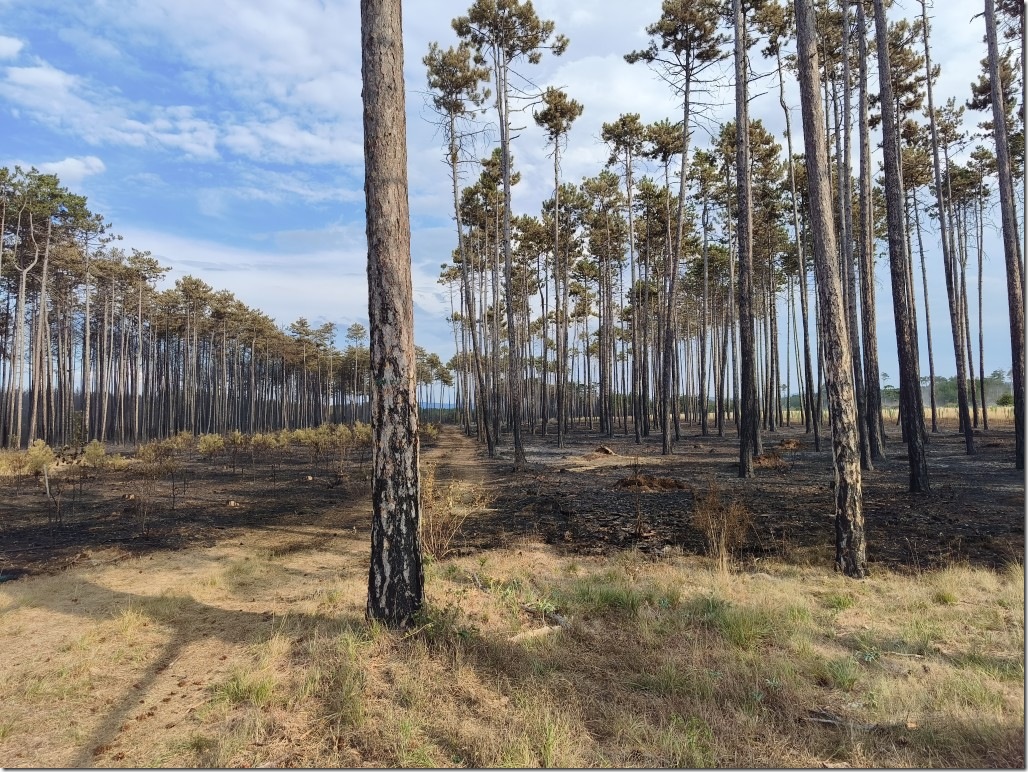 Waldschaden Brand im F&ouml;hrenwald