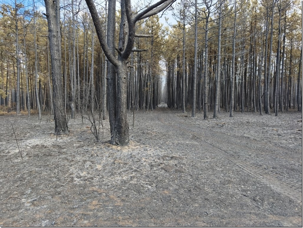 Weiterer Waldschaden Brand im F&ouml;hrenwald