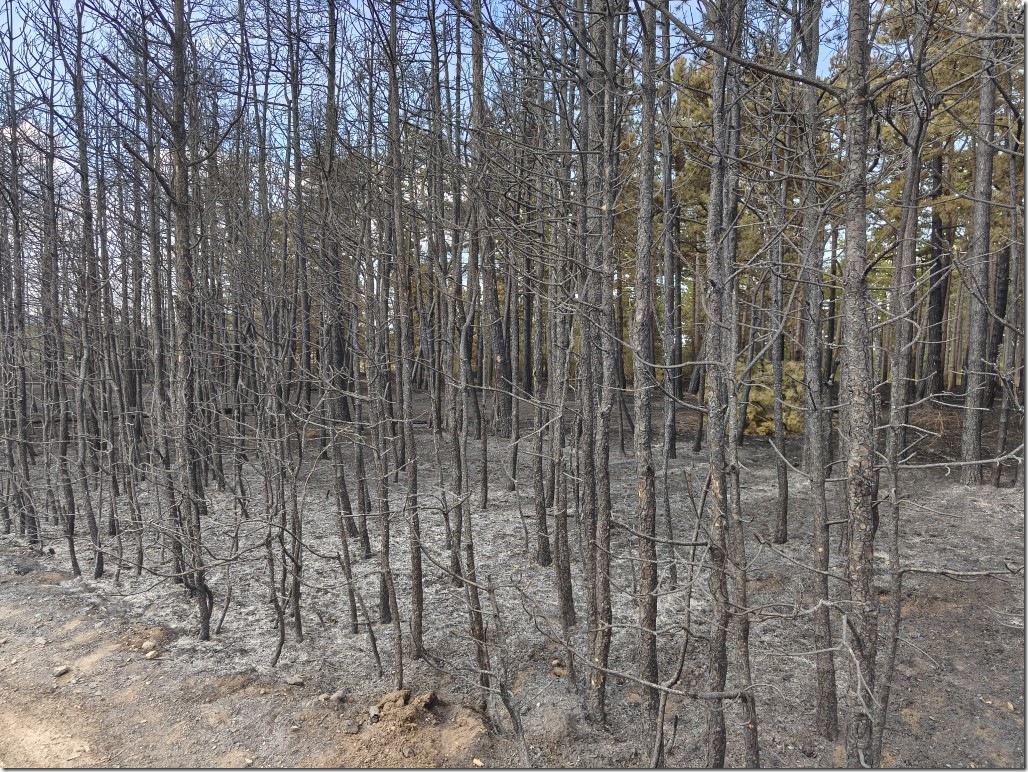 Schlimmer Waldschaden Brand im F&ouml;hrenwald