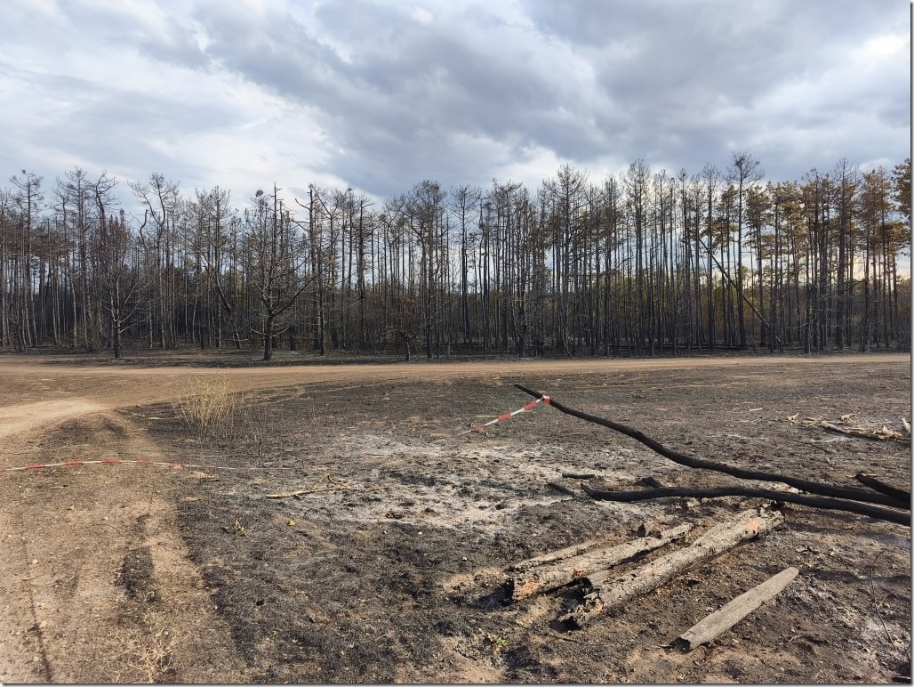 Katastrophaler Waldschaden Brand im F&ouml;hrenwald